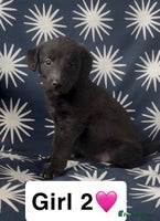 Mixed Breed dogs Bedlington whippet puppies - Advert 12