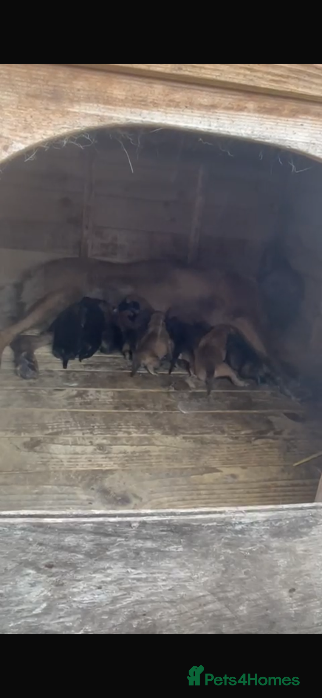 Belgian Shepherd Dog dogs for sale: Stunning Pure Belgian Malinois Pups - Image 1
