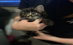 Ragdoll cats for sale: Lilly and poppy  - Image 5
