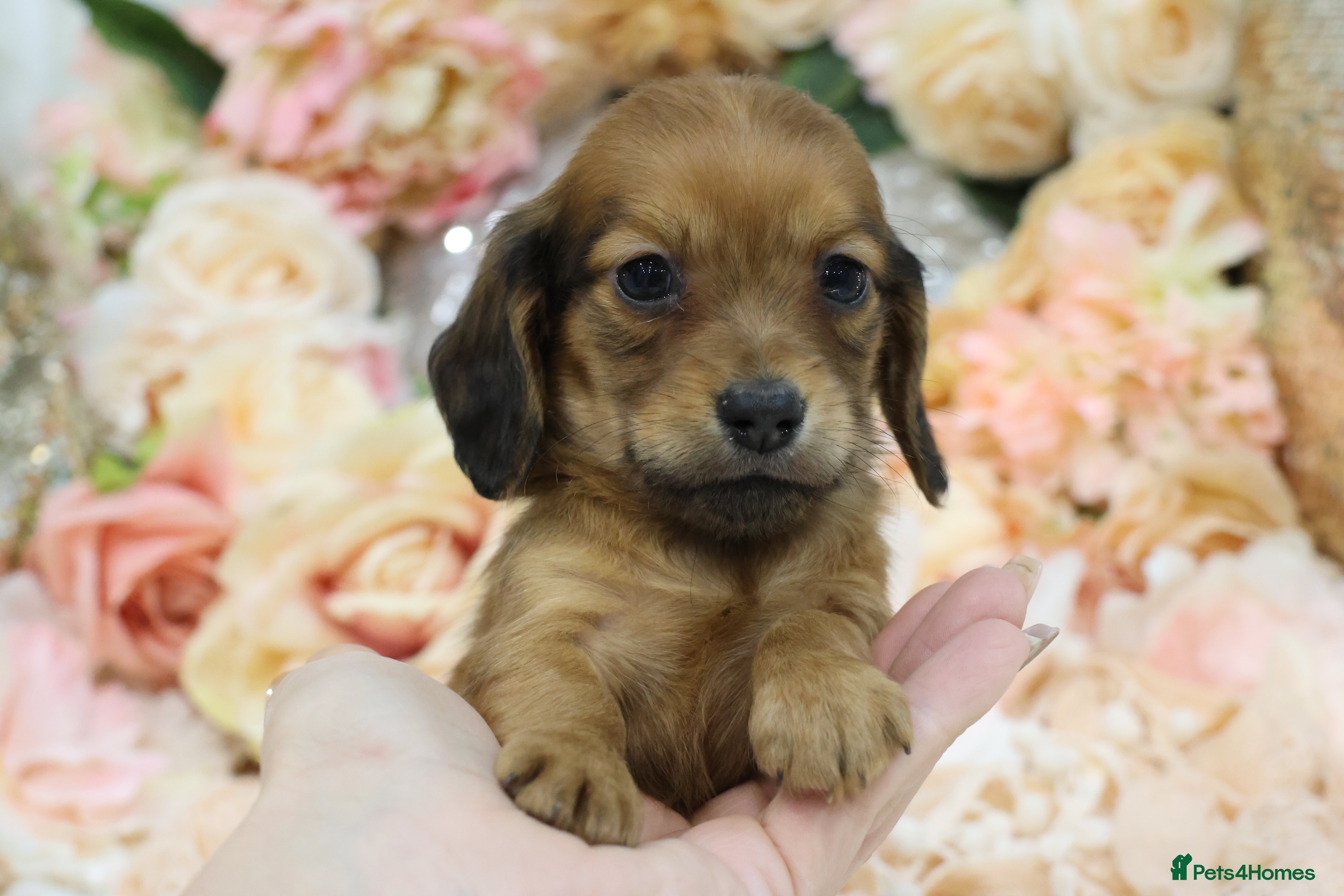 Miniature Dachshund dogs KC Miniature Dachshund Puppies - Advert 5