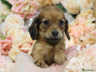 Miniature Dachshund dogs KC Miniature Dachshund Puppies - Advert 3