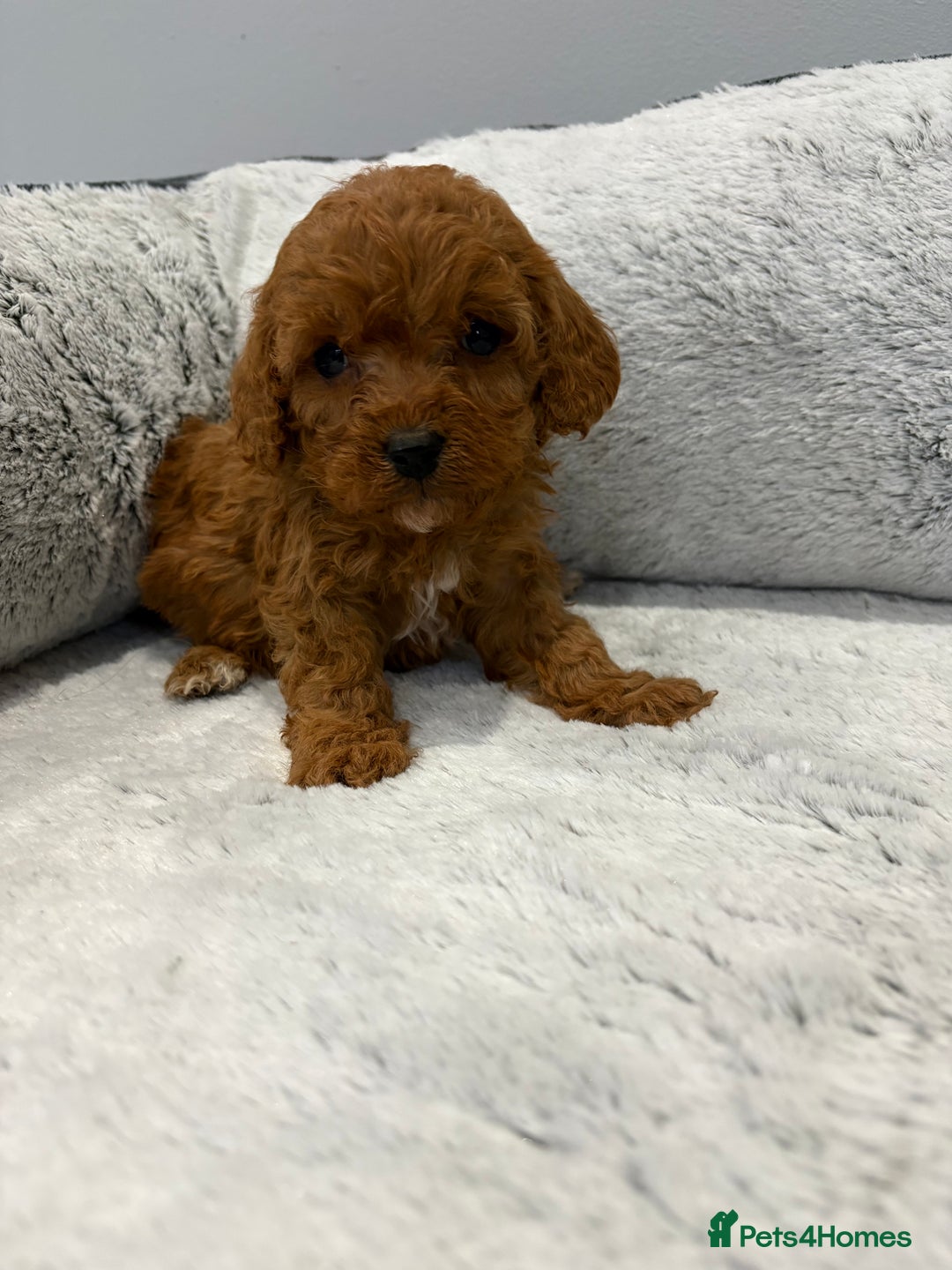 Cavapoo dogs for sale: 🐾STUNNING CAVAPOOS F1 🐾 - Advert 14