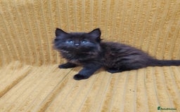 Mixed Breed cats for sale: Half Maine Coon kittens VIDEOS - Image 7