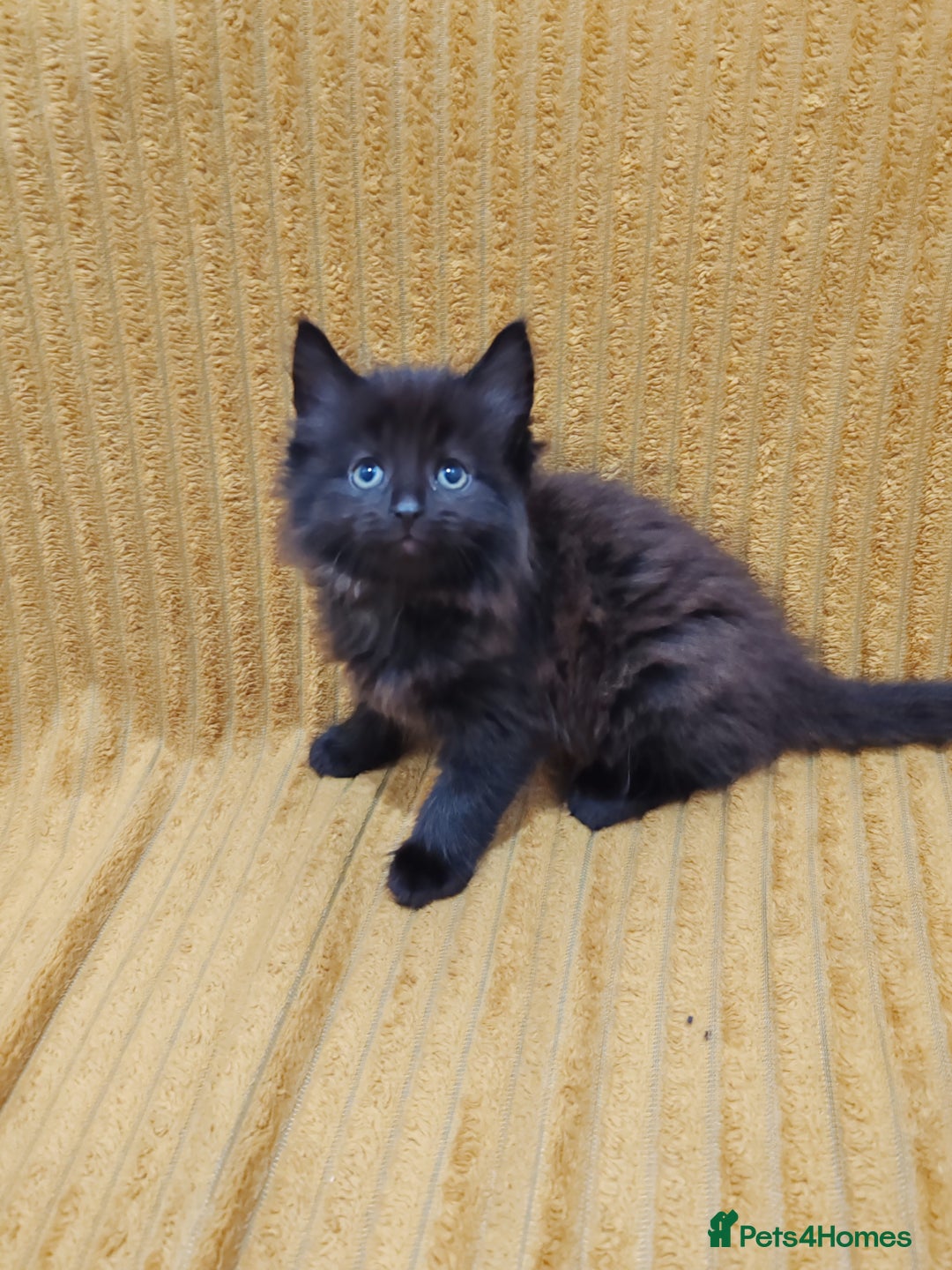Mixed Breed cats for sale: Half Maine Coon kittens VIDEOS - Image 7