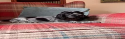 Cocker Spaniel dogs for sale: KC registered, health tested, show type boys - Advert 4