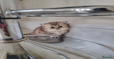 British Longhair cats - Advert 10