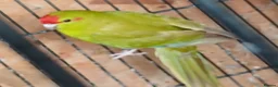 Parakeets birds for sale: Kakariki hen Cinnamon kakariki girl  - Advert 9