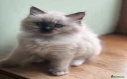 Ragdoll cats for sale: 2 Boys and 1 Girl Ragdoll kittens - Image 12