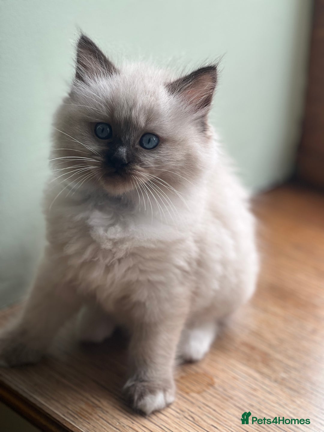 Ragdoll cats for sale: 2 Boys and 1 Girl Ragdoll kittens - Image 12