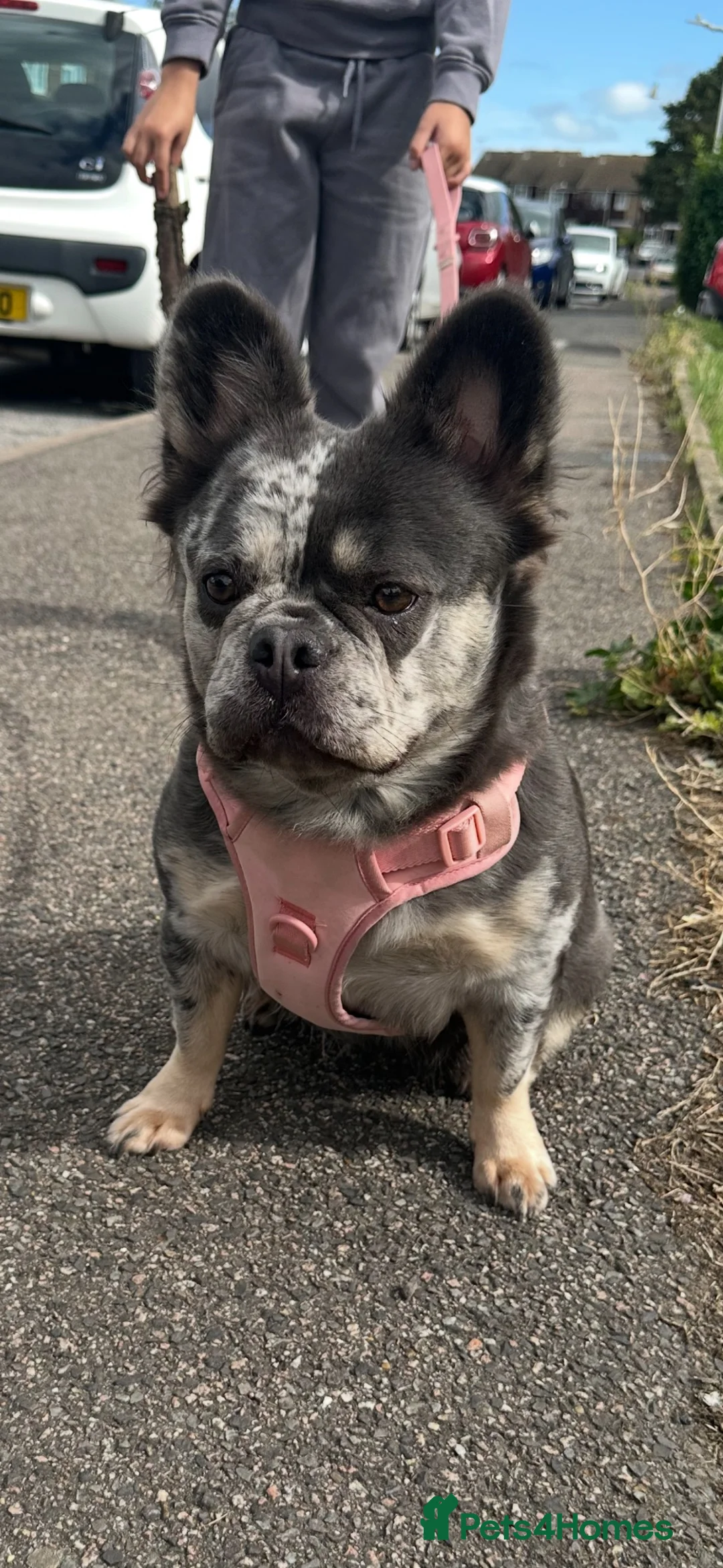 French Bulldog dogs for sale: Blue Merle Fluffy Frenchie – Loving Pet Home Only - Advert 2