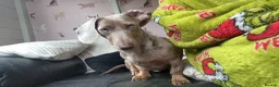 Miniature Dachshund dogs for sale: 🐾🤎✨ Miniature Dachshunds puppies ✨🤎🐾  in North Shields - Advert 27