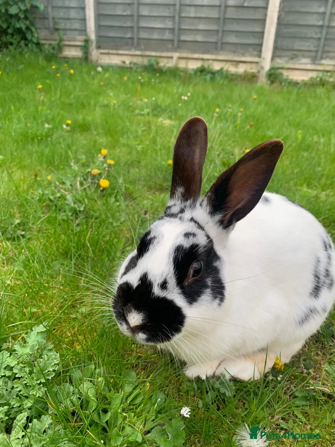 English Spot rabbits for sale: Rabbits for sale  in Lincoln - Advert 2