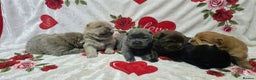 Chow Chow dogs for sale: Beautifull teddybear chow chows - Advert 4