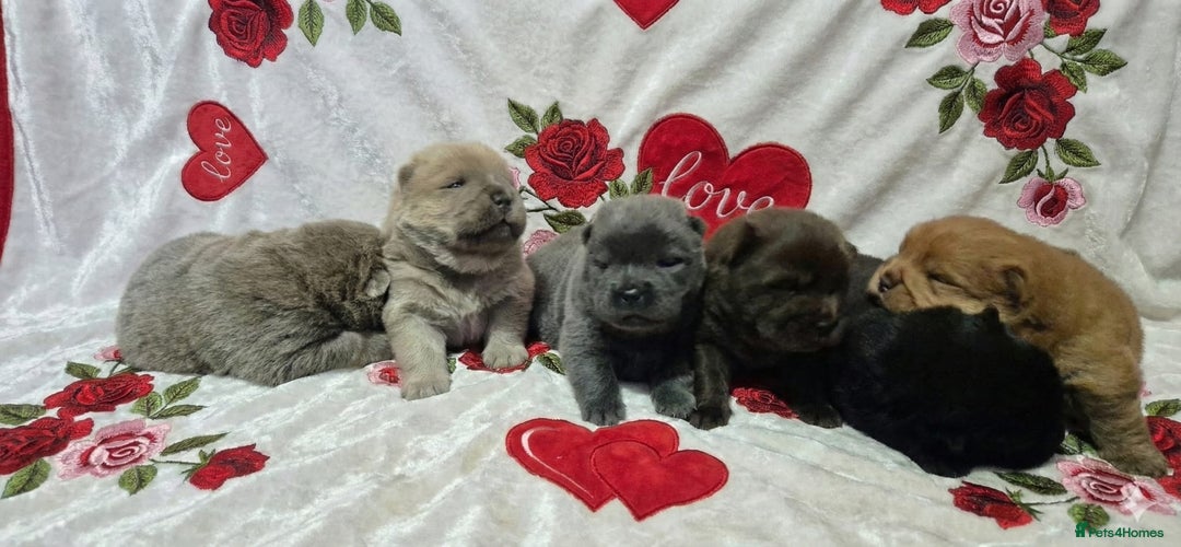 Chow Chow dogs for sale: Beautifull teddybear chow chows - Advert 4