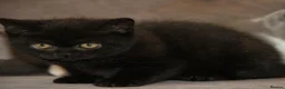 British Shorthair cats for sale: BRITISH SHORTHAIR KITTENS - Advert 7