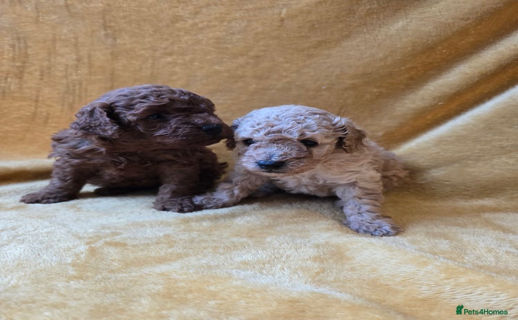 Toy Poodle dogs - Advert 1