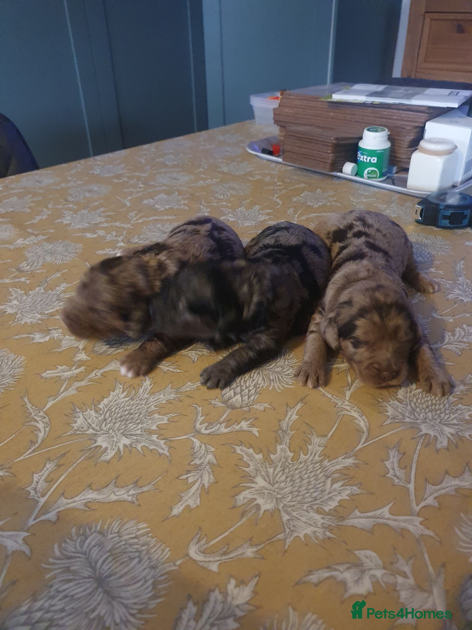 Sproodle dogs sproodle f1 puppies - Advert 1