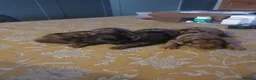 Sproodle dogs for sale: sproodle f1 puppies in Ayr - Advert 1