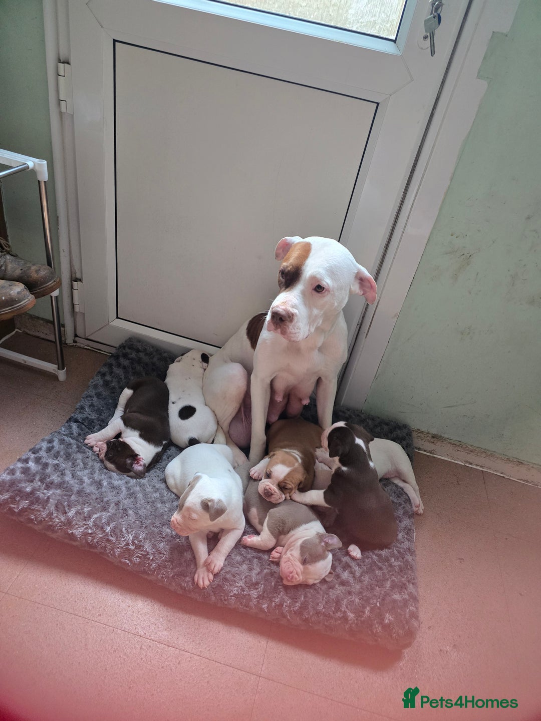American Bully dogs for sale: Standard American bully 🐶  - Advert 1