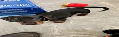 Dachshund 1