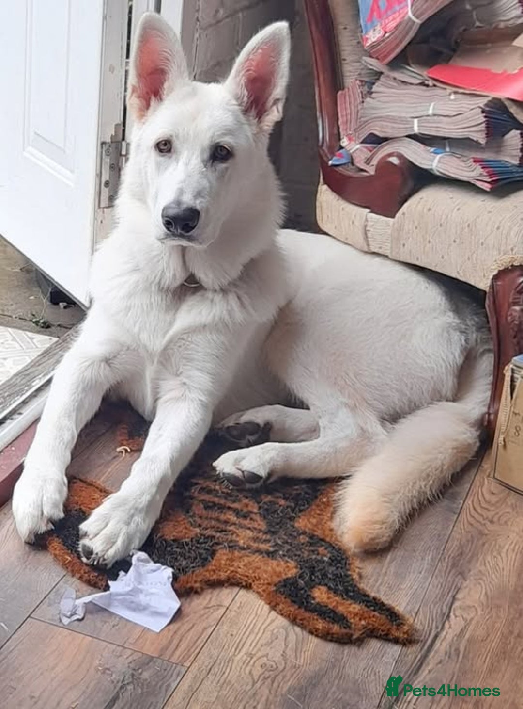 German Shepherd dogs for sale: White German Shepherd  - Image 1