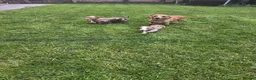 Miniature Dachshund dogs for sale: K.C Miniature Dachshunds Isabella Dapple PRA clear - Advert 6