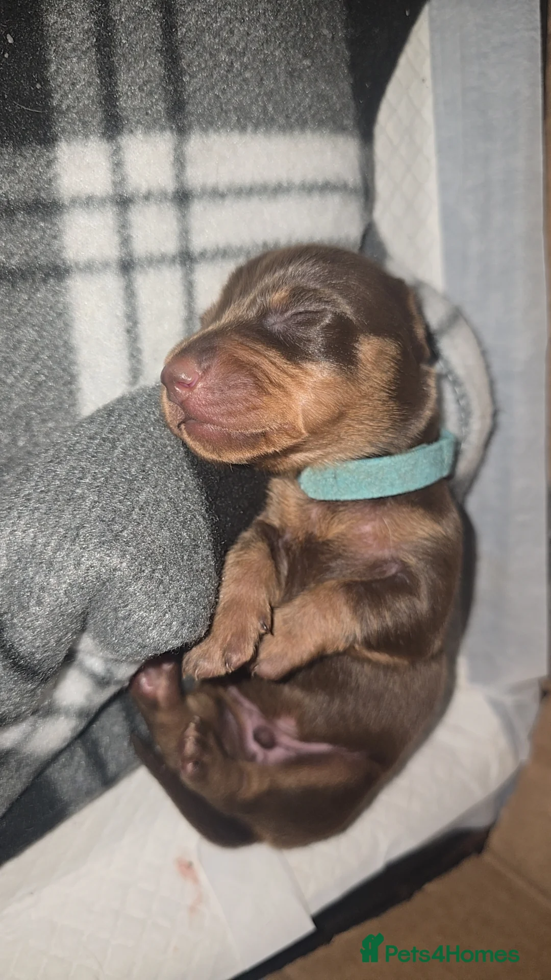 Miniature Dachshund dogs for sale: KC registered miniature dachshund - Advert 5