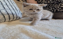 British Shorthair cats for sale: 2 Beautiful British Short Hair kittens - Image 7