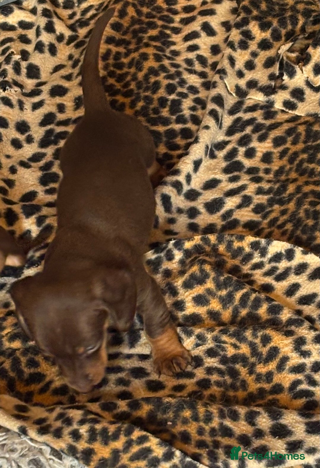 Miniature Dachshund dogs for sale: Miniature dachshund smooth hair pups  - Image 29