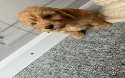 Cockapoo dogs for sale: Beautiful Cockerpoo Puppies. (Sand, Merle, Black) - Image 16
