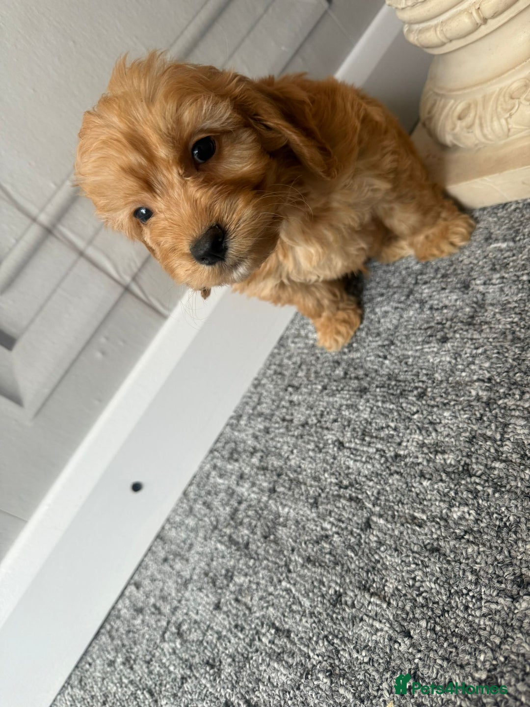 Cockapoo dogs for sale: Beautiful Cockerpoo Puppies. (Sand, Merle, Black) - Image 16