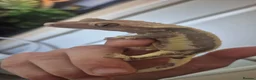 Mixed Breed reptiles for sale: Various reptiles  in Loughborough - Advert 1