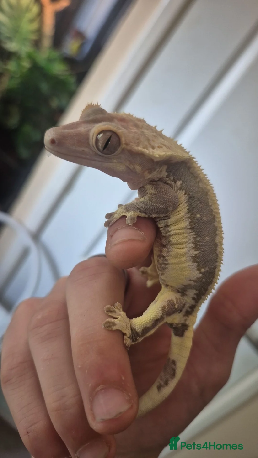 Mixed Breed reptiles for sale: Various reptiles  in Loughborough - Advert 1