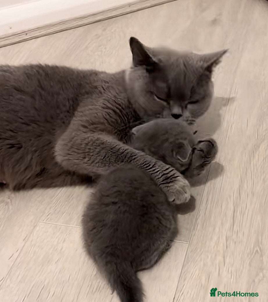 British Shorthair cats Last male looking for a loving home - Advert 3