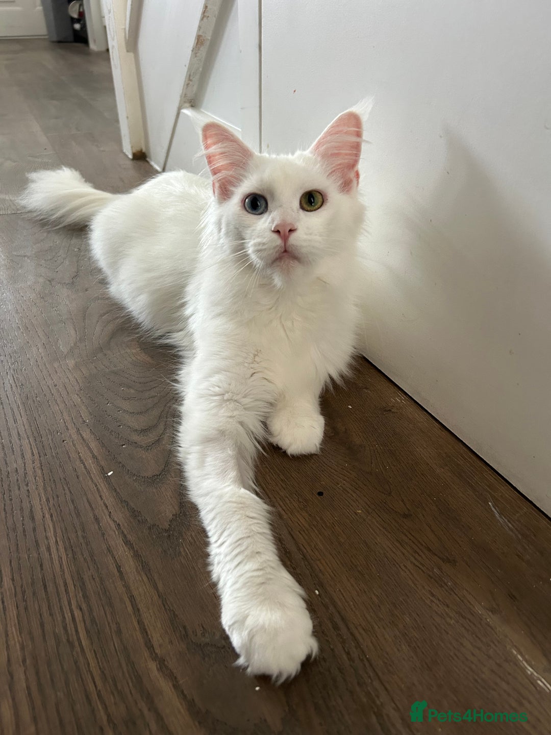 Maine Coon cats for sale: Two Stunning white Maine coons kittens  - Image 8