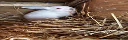 Mixed Breed rabbits for sale: Lion head x lops ready now  - Advert 8