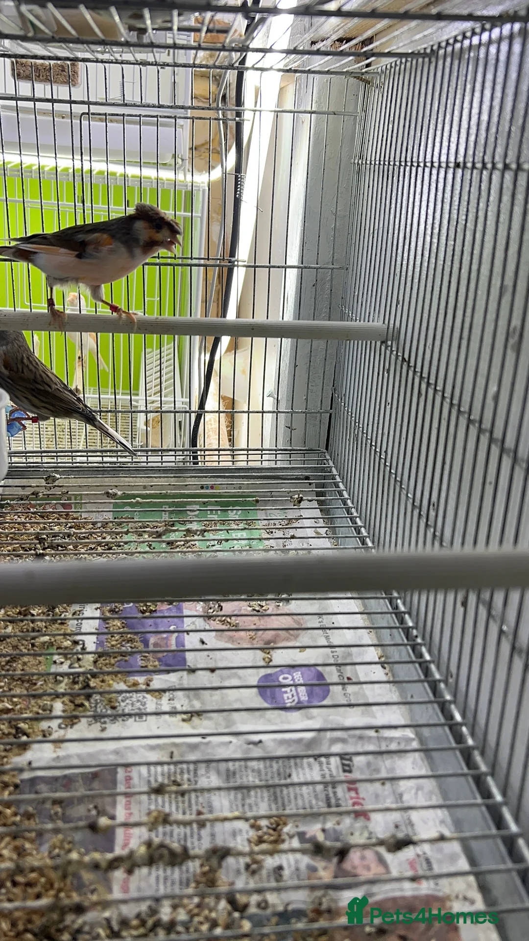 Canaries birds for sale: Canaries for sale  - Advert 7