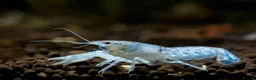 Shrimps fish for sale: Electric Blue Crayfish Babies 1 + 4 Free, 13 GBP - Advert 2