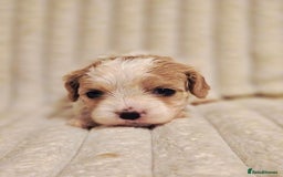 Cavapoo dogs for sale: Adorable Cavapoo Pups fully health tested parents - Image 17
