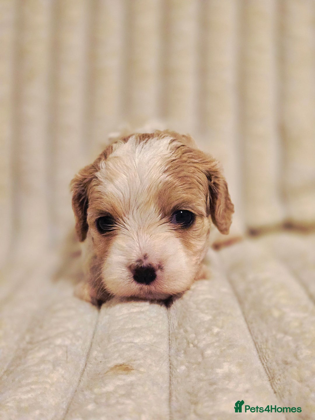 Cavapoo dogs for sale: Adorable Cavapoo Pups fully health tested parents - Image 17