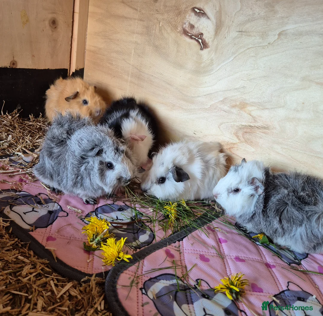 Guinea Pig rodents for sale: Baby Californian and Funky Guinea Pigs - Advert 1