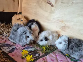 Guinea Pig rodents Baby Californian and Funky Guinea Pigs - Advert 1