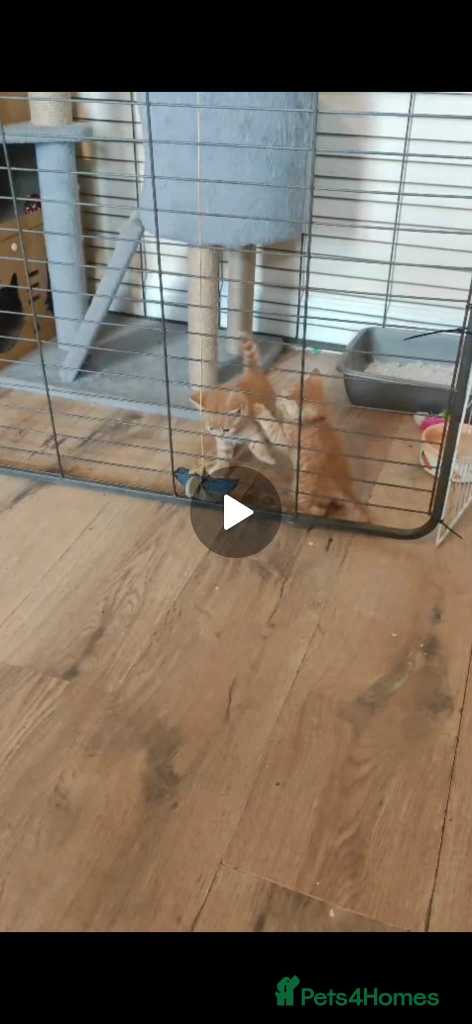 Mixed Breed cats for sale: kittens  - Advert 2