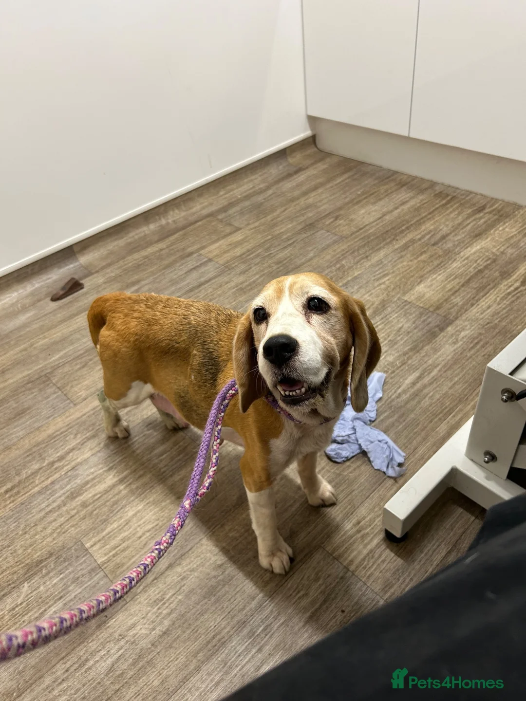 Beagle dogs for sale: Top KC Reg Beagle Puppies - Advert 1