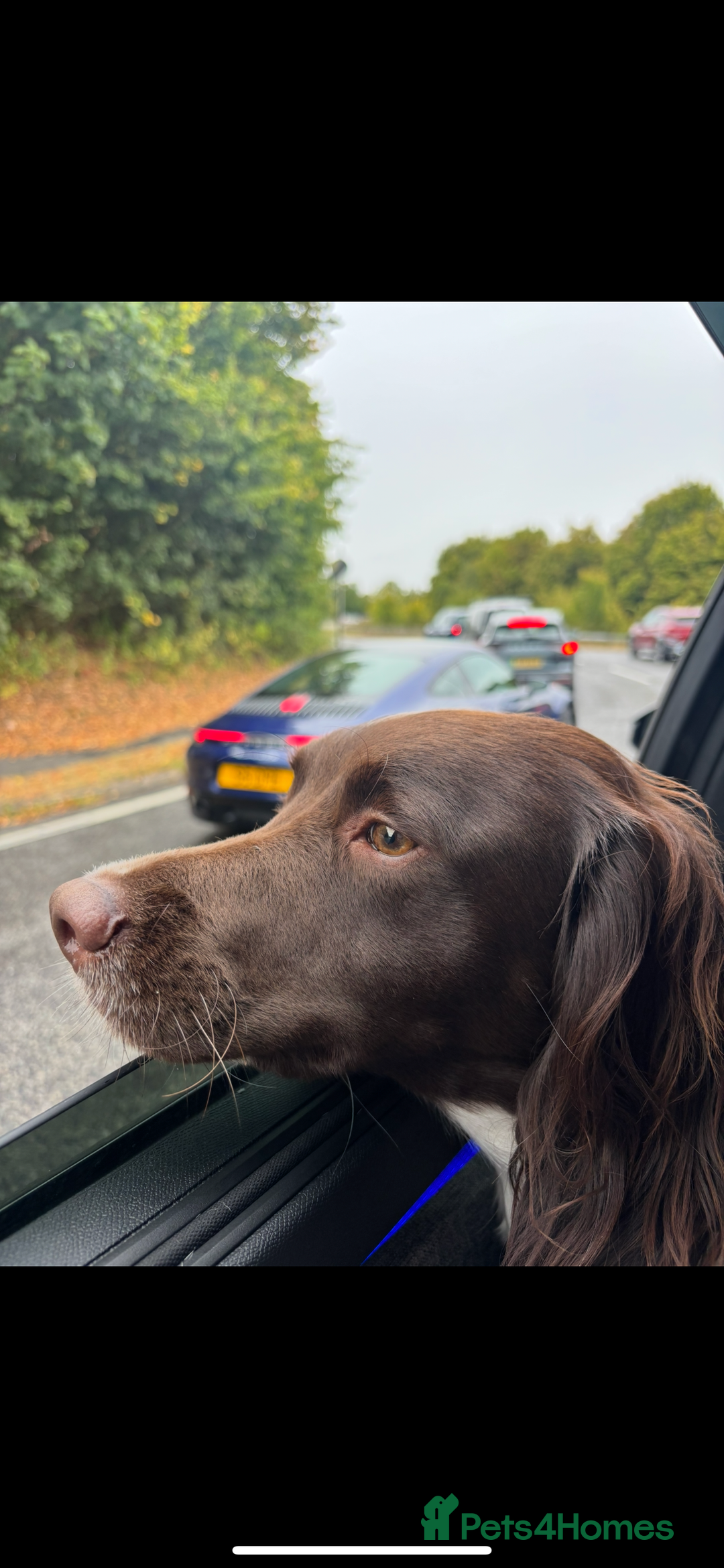 English Springer Spaniel dogs for sale: ✨ KC Registered English Springer Spaniel Puppies ✨ - Advert 3