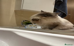Ragdoll cats for sale: 3 Year Old Beautiful Female Ragdoll  - Image 6