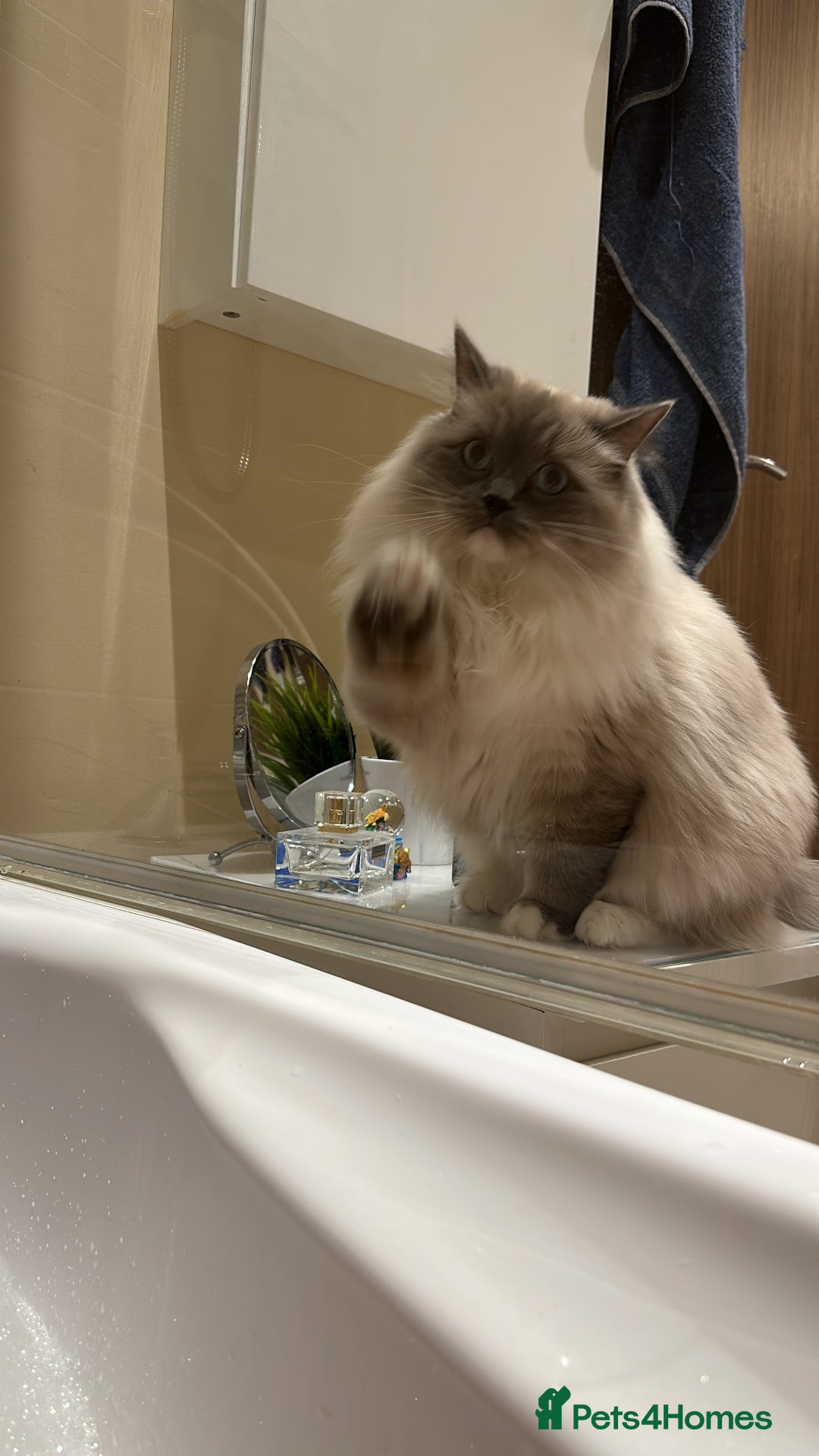 Ragdoll cats for sale: 3 Year Old Beautiful Female Ragdoll  - Image 6