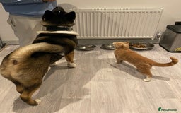 Akita dogs for sale: 2 Akita puppies 1 female 1 male  - Image 25