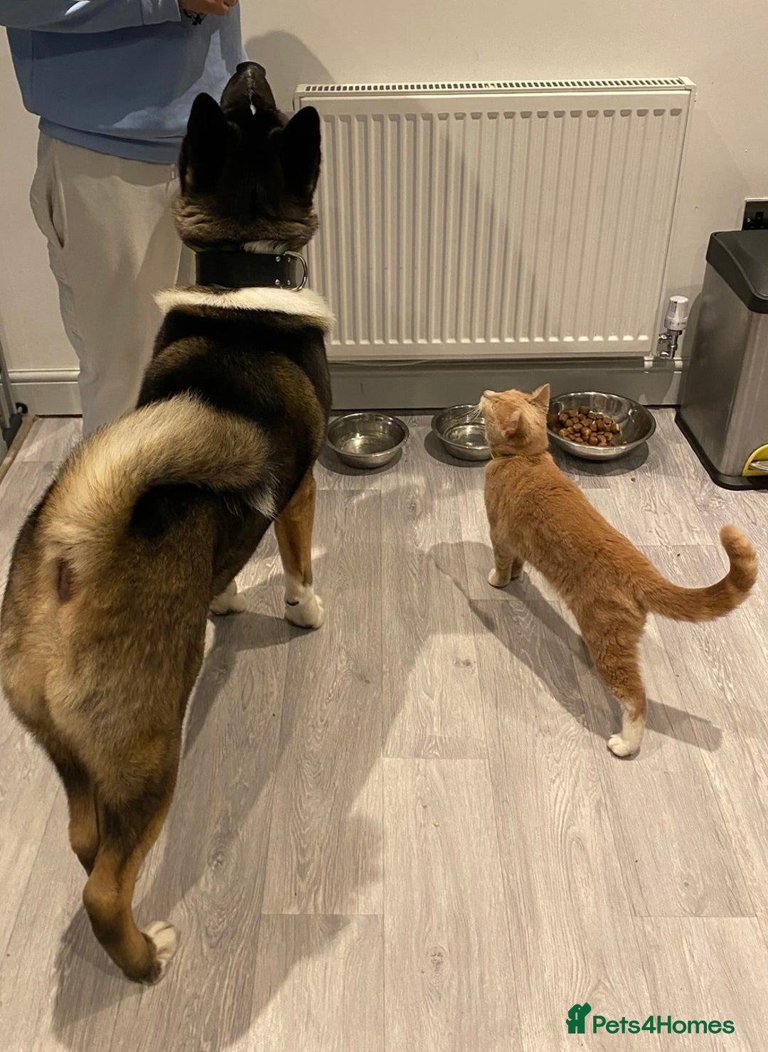 Akita dogs for sale: 2 Akita puppies 1 female 1 male  - Image 25