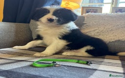 Bearded Collie dogs for sale: 💥3/4 beautiful BEARDIE BOY! 💥 - Advert 37